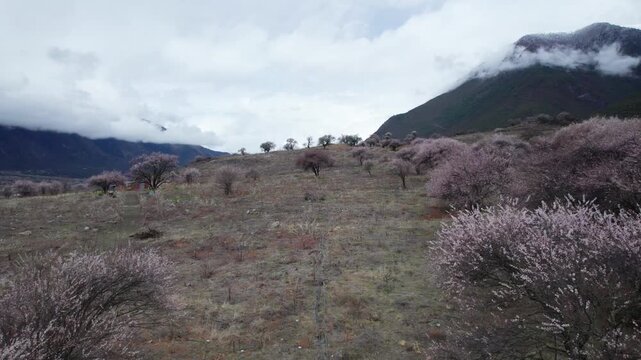 Drone view of village in Bomi County, Nyingchi, Tibet, China. Beautiful pink peach blossoms with snow covered mountains and white clouds background. 4k real time footage, travel concept.