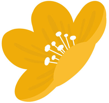 yellow water dropwort flower