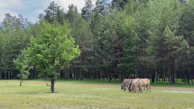 Calm Rural Landscape Showing Herd Of wild horse Feeding 