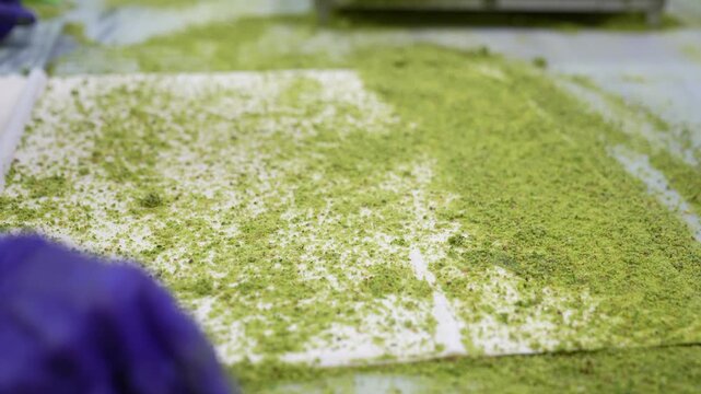 Close-up of a chef sprinkling ground pistachios over thin phyllo dough and rolling it with a rod during baklava preparation. Traditional Turkish dessert making process in a professional kitchen.