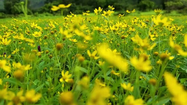 Beautiful Sonki flowers bloom like golden stars, dancing in the breeze against lush green hills and drifting clouds. A vibrant 4K glimpse of monsoon magic in the Sahyadri wilderness.