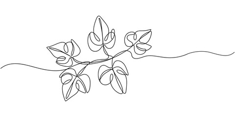 leaves of Nephthytis or Green Caladium continuous one line drawing, Fresh green arrowhead vine plant (Syngonium podophyllum) in black pot isolated on white background, Arrow head plant or ‎Syngonium. © Sahor
