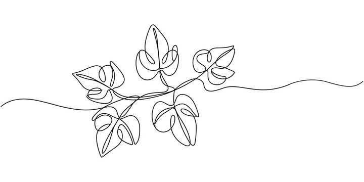 leaves of Nephthytis or Green Caladium continuous one line drawing, Fresh green arrowhead vine plant (Syngonium podophyllum) in black pot isolated on white background, Arrow head plant or &lrm;Syngonium.