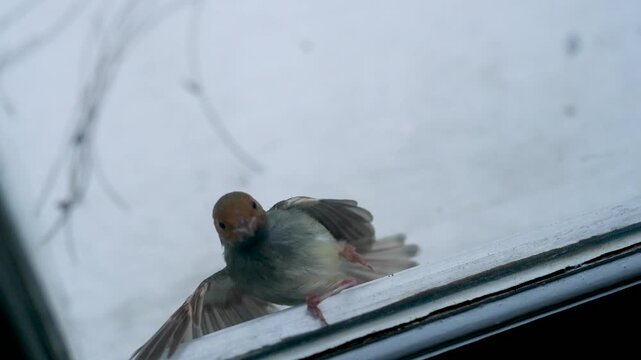 Small bird hitting window glass, flapping wings in confusion. Wildlife collision with building, fragile moment, danger for urban birds concept