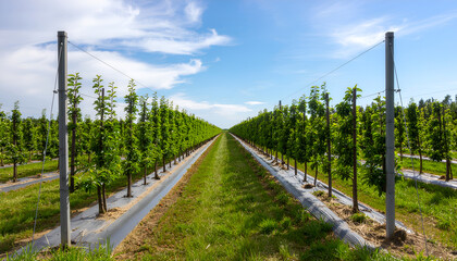 Obraz premium Modern orchard rows with trellised fruit trees under blue sky.