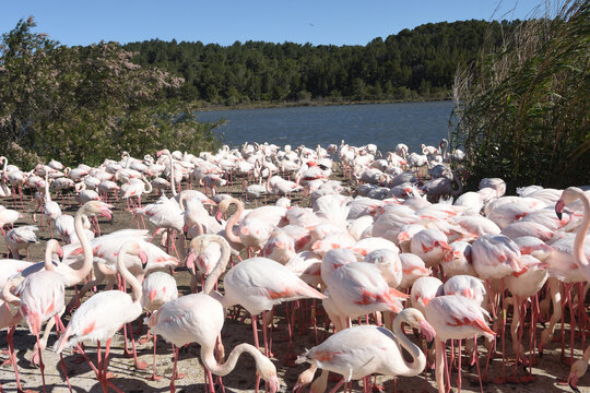 group of Flamingos from the African Reserve of Sigean, France