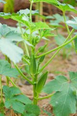 Fototapeta premium Harvesting fresh okra a vibrant green crop in nature's garden close-up view botanical beauty