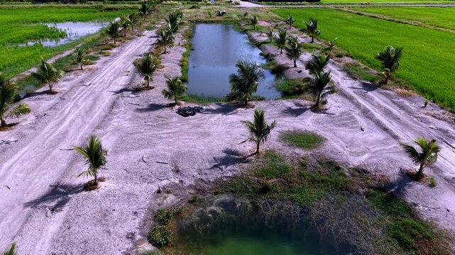 Aerial drone view of rectangular irrigation ponds and coconut saplings in Kampung Agong rice fields.