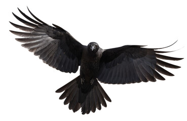 Obraz premium Black Raven Flying Isolated Transparent Background PNG