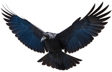 Obraz premium Black Raven Flying Isolated Transparent Background PNG