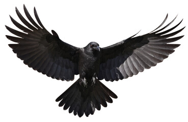 Obraz premium Black Raven Flying Isolated Transparent Background PNG