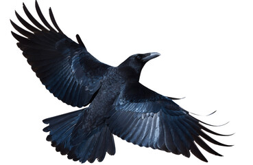 Obraz premium Black Raven Flying Isolated Transparent Background PNG