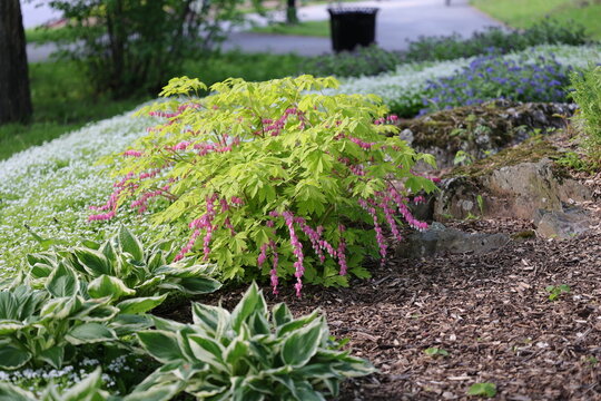 Beau buisson de C&oelig;ur saignant, Dicentra spectabilis 'Gold Heart'