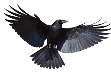 Obraz premium Black Raven Flying Isolated Transparent Background PNG