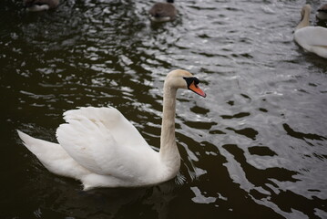 Fototapeta premium Swans in Ely, England