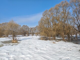 Fototapeta premium snow covered trees