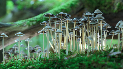Pilze im Wald © Okratek