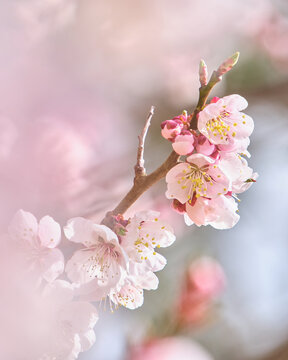 ふんわりと柔らかい光に包まれた可憐な梅の花 Delicate plum blossoms wrapped in soft pastel light