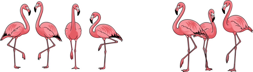 Obraz premium Set of Flamingo Vector Illustrations in Different Poses for Tropical, Exotic, and Animal Designs