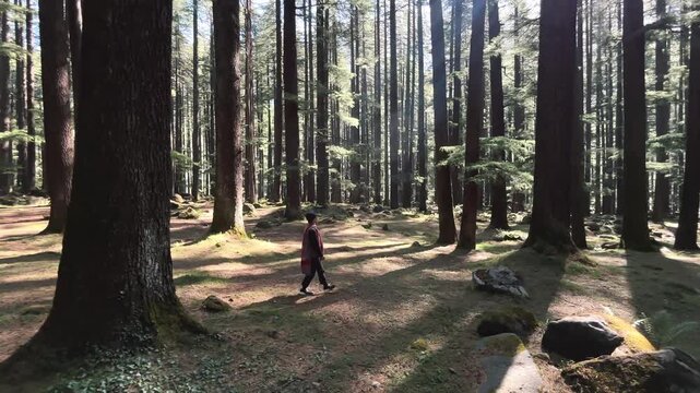 Woman walking in pine forest past tree trunk, cinematic nature scene with depth.