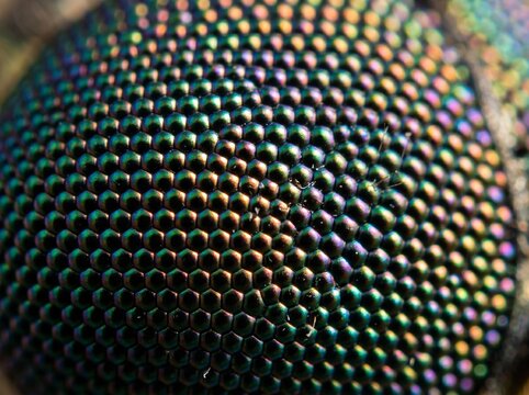 Macro extreme close-up of iridescent insect compound eye facets