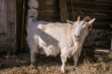 Obraz premium White goat standing in barn. Livestock animal with horns on farm. Domestic mammal in rustic wooden stable. Agriculture and rural life concept, symbol of nature and farming industry.