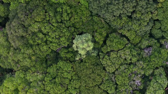 Drone footage showing dense green rainforest canopy over Bukit Panchor, Malaysia.