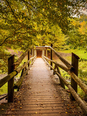 Fototapeta premium Forest path in autumn in Wildpark Brudergrund, Erbach, Germany