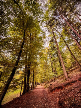 Forest path in autumn in Wildpark Brudergrund, Erbach, Germany