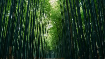 Fototapeta premium A dense bamboo forest with towering green stalks, creating a serene and natural pathway
