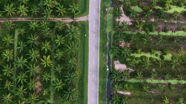 Aerial drone view of oil palm plantation split by a paved road and drainage canals.