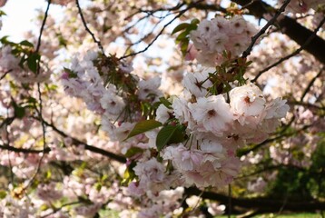 Obraz premium Close up of cherry blossom bloom in spring. 