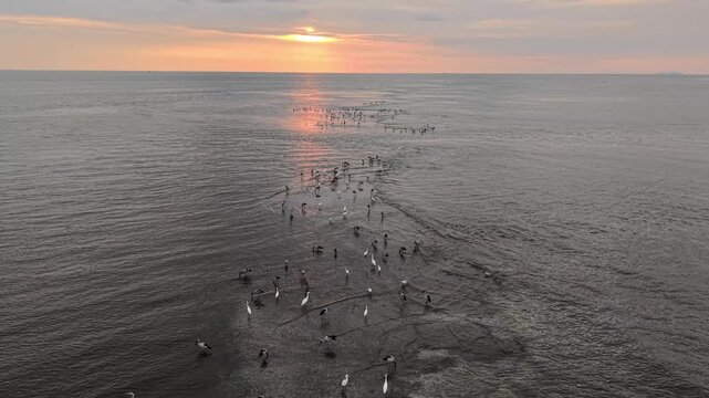 Aerial view of Asian openbill storks foraging along a coastal mudflat at sunset.