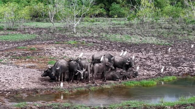 Aerial shot of water buffaloes standing and resting on muddy ground near a small pond.