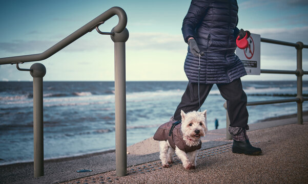 Small dog on leash walking along seaside promenade with owner beside coastal railing and ocean waves, capturing everyday lifestyle and pet companionship by the sea
