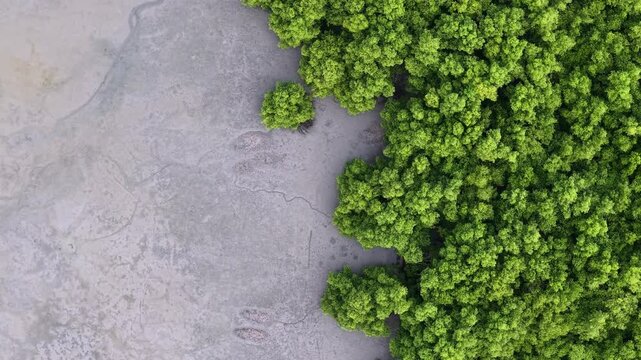 Aerial view of mangrove forest bordering exposed mudflats along a coastal shoreline at low tide.