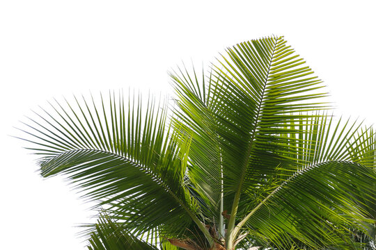 Coconut Palm Leaf isolated transparency background.
