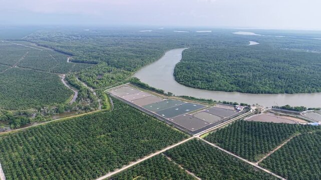 Aerial drone view of Kuala Gula oil palm plantation and river