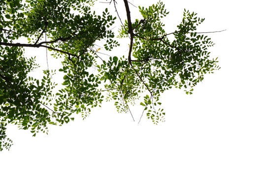 Green leaf isolated transparency background..