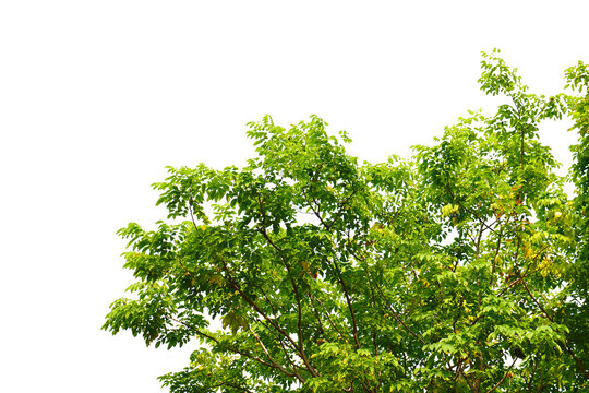 Green leaf isolated transparency background..