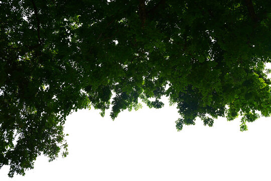 Green leaf isolated transparency background..