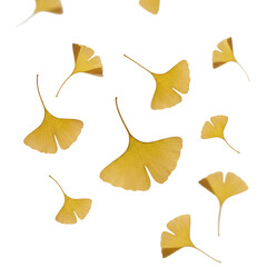 Naklejka premium Vibrant golden ginkgo biloba leaves floating in mid-air against a transparent background with soft natural side lighting, evoking a serene botanical atmosphere