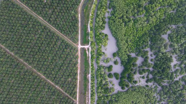 Aerial view of palm plantation and mangrove forest boundary