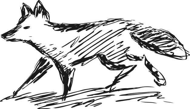 Sketch of a running fox in black ink with dynamic stroke lines, wildlife animal illustration