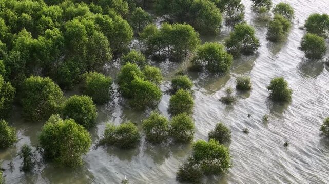 Aerial drone view of green mangrove forest with tidal water