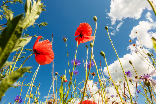 Red corn poppy (papaver rhoeas, papaveraceae) and purple cornflower (bachelor's button, centaurea cyanus) under blue sky in Gniezno, Poland