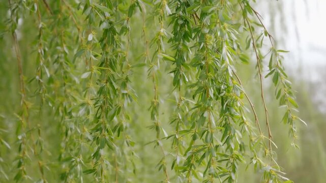Static shot of weeping willow branches swaying in gentle breeze in park or garden during spring morning with soft diffuse light