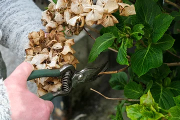 Fotobehang Hortensia Spring hydrangea pruning hand cutting dried flower with fresh growth showing seasonal garden care and personal assistance.  © Igor