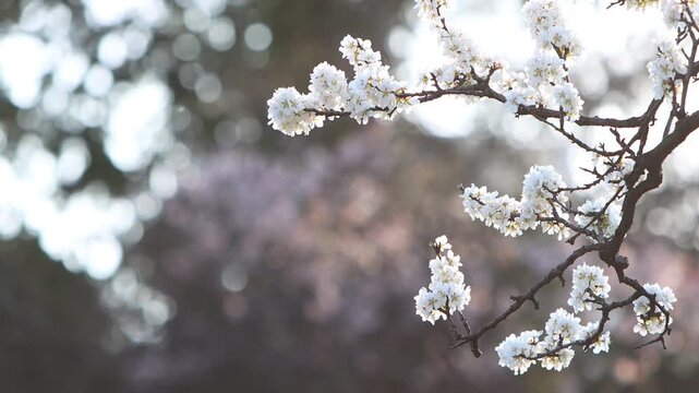 Bright spring sunshine and the scenery of beautiful plum blossoms in full bloom, cherry blossom petals falling in the wind, and pretty bird sounds ASMR

