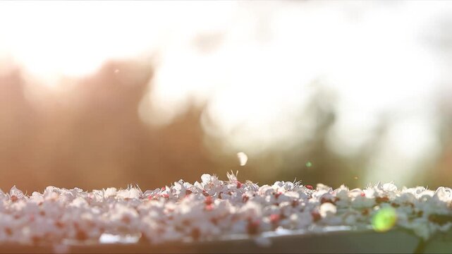 Petals fluttering in the spring breeze, beautiful cherry blossoms, and a sentimental natural landscape bathed in the sunset light

